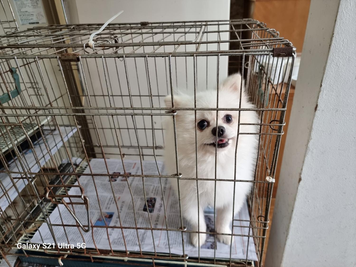 종료(반환) 포메라…